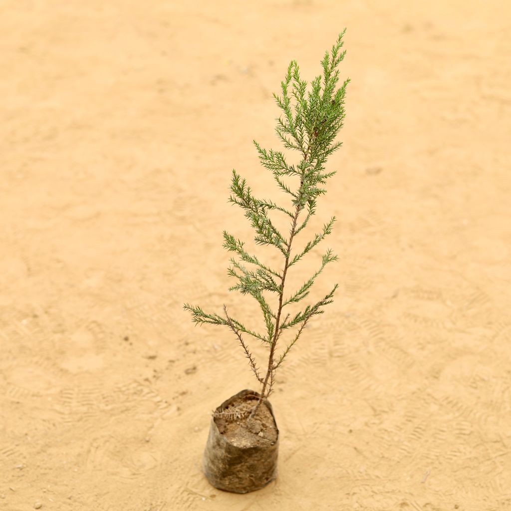 Juniperus in 3 Inch Nursery Bag