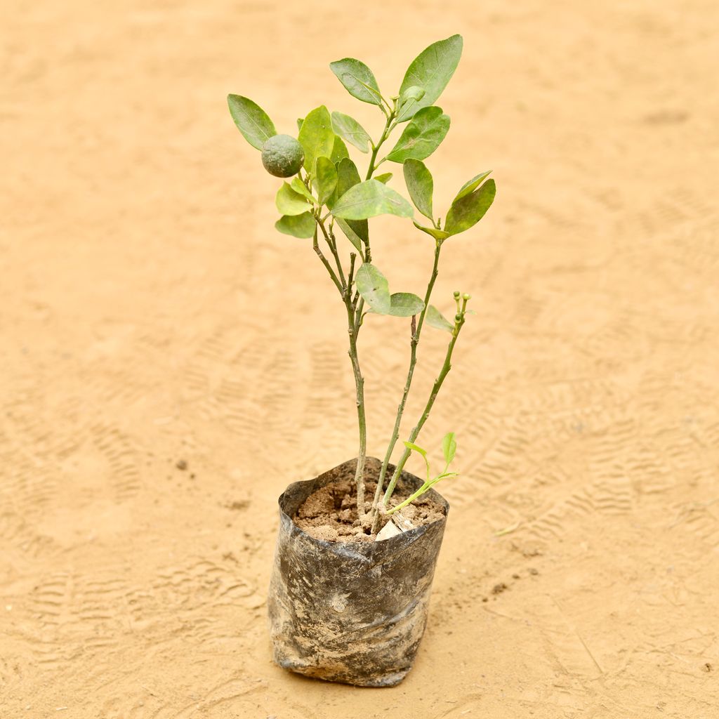 China Orange in 3 Inch Nursery Bag