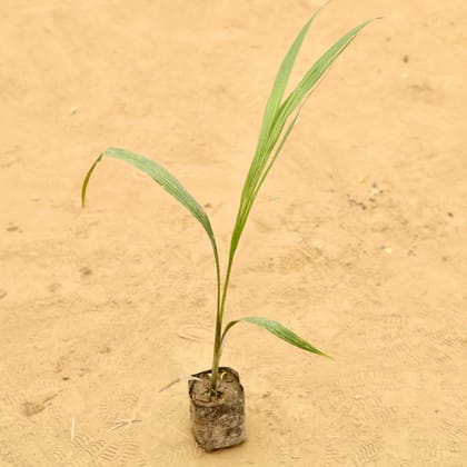 Buy Bottle Palm in 2 Inch Nursery Bag Online | Urvann.com