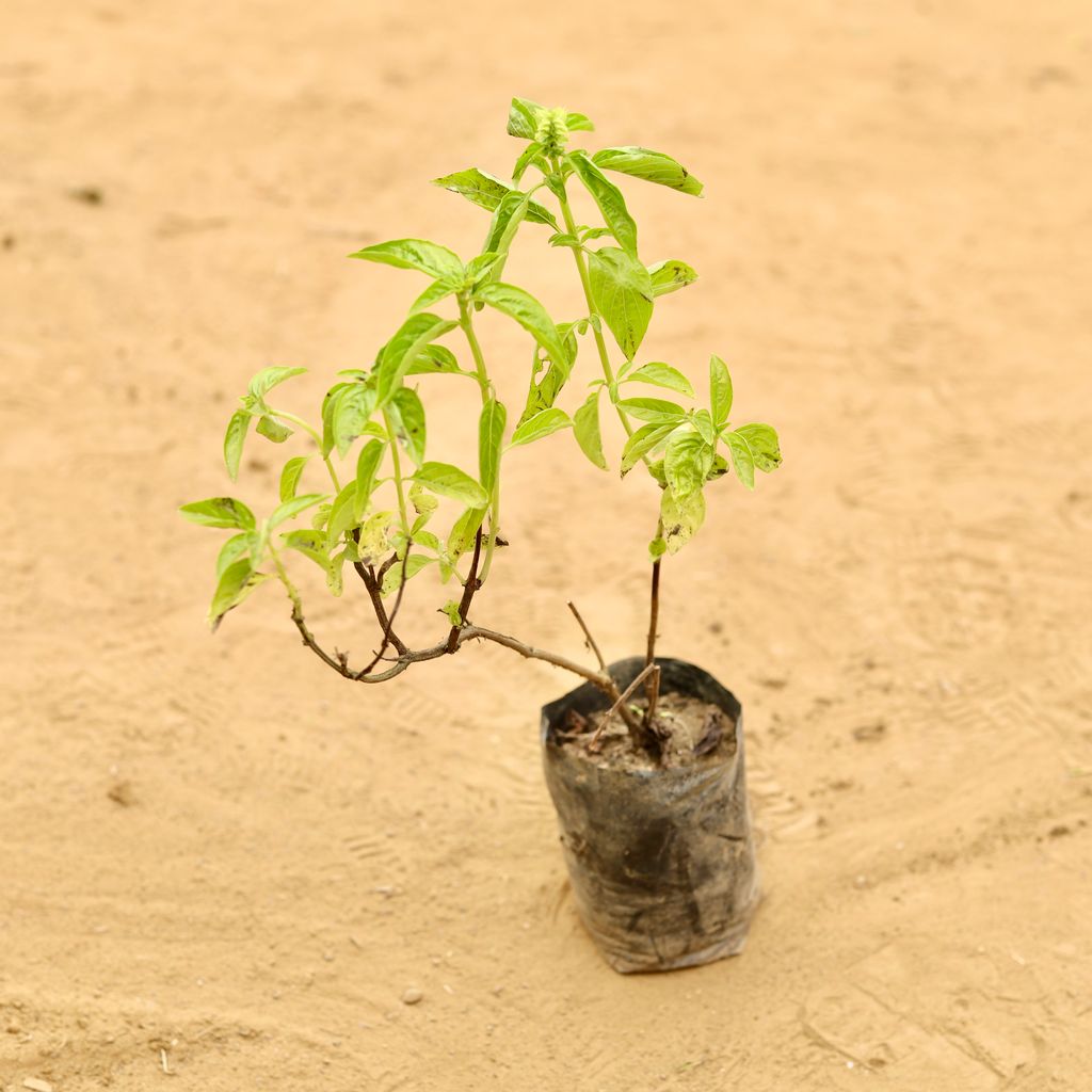 Kapoor Tulsi in 3 Inch Nursery Bag