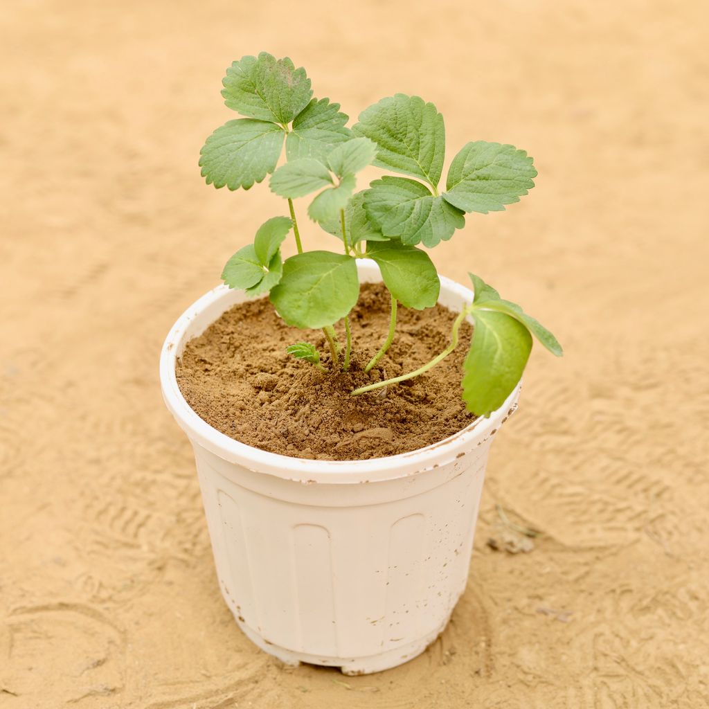 Strawberry in 6 Inch White Super Nursery Pot