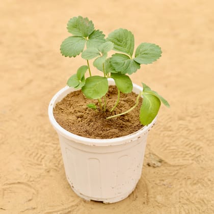 Buy Strawberry in 6 Inch White Super Nursery Pot Online | Urvann.com