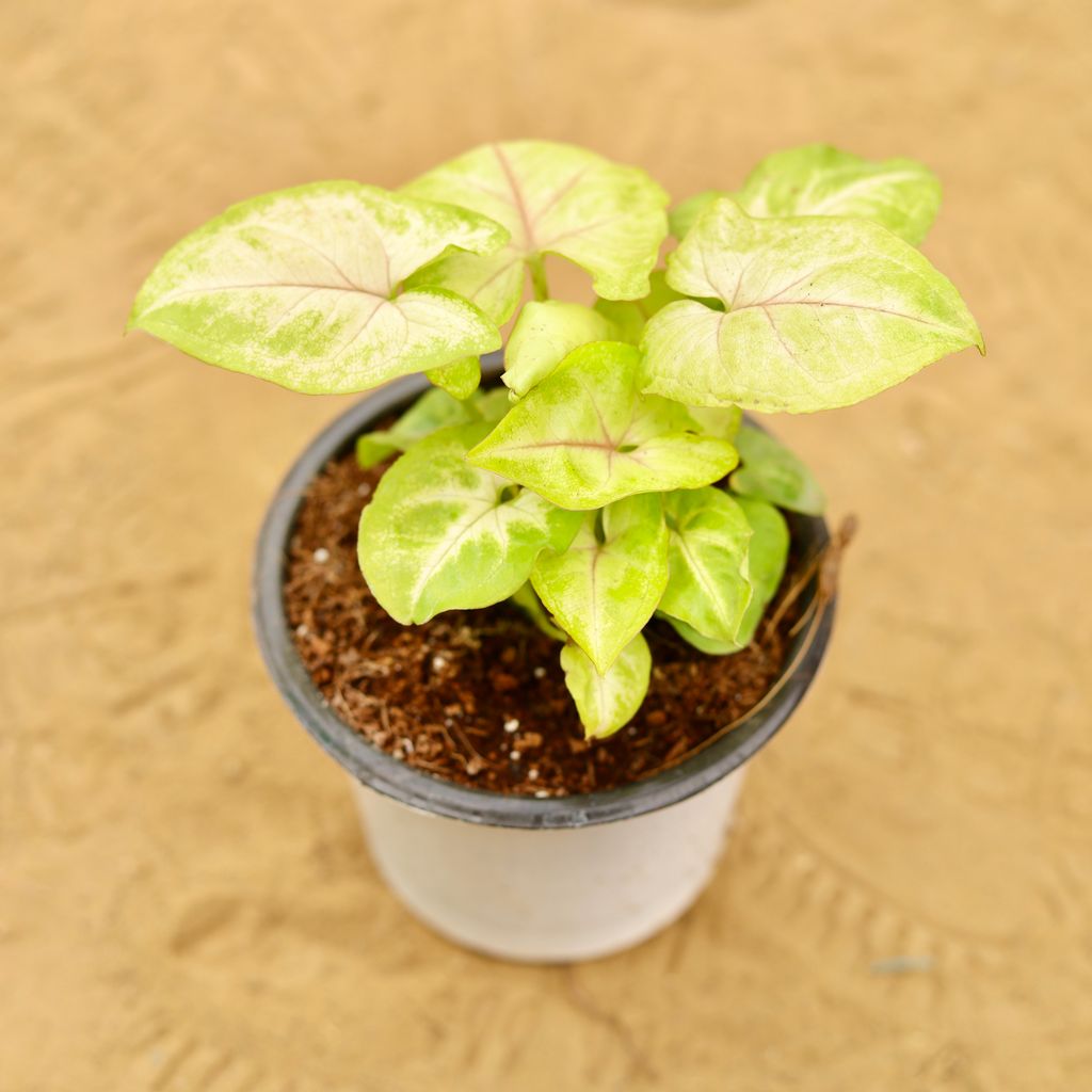 Syngonium Yellow Butterfly in 4 Inch Nursery Pot