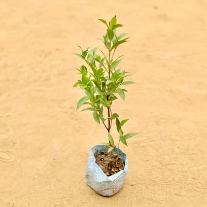 Buy Syzygium Ficus in 3 Inch Nursery Bag Online | Urvann.com