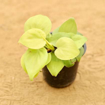 Buy Oxycardium Golden in 4 Inch Nursery Pot Online | Urvann.com