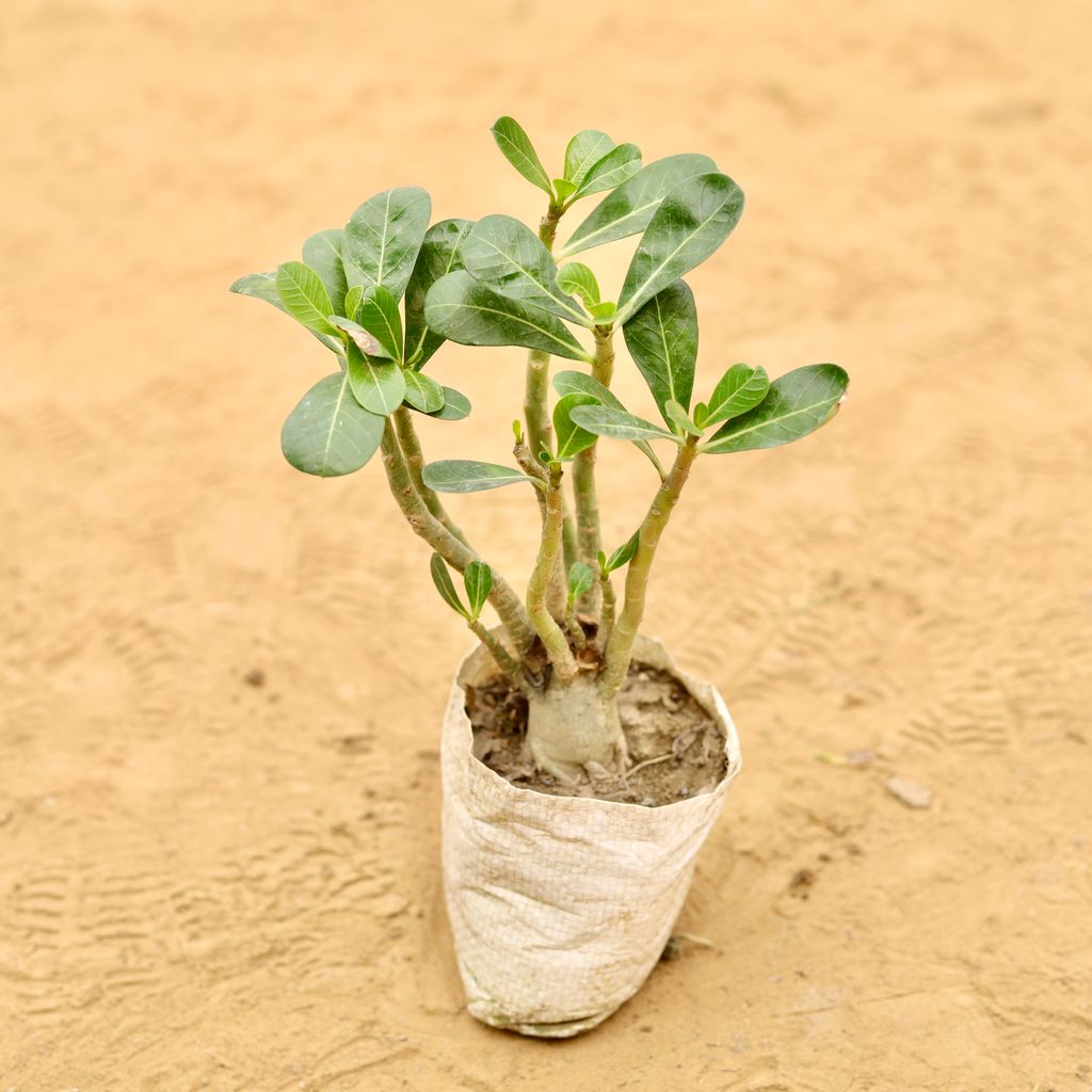 Adenium Desi in 3 Inch Nursery Bag