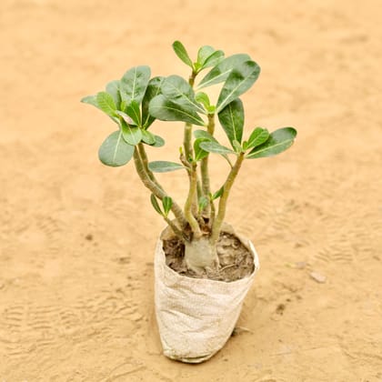 Buy Adenium Desi in 3 Inch Nursery Bag Online | Urvann.com