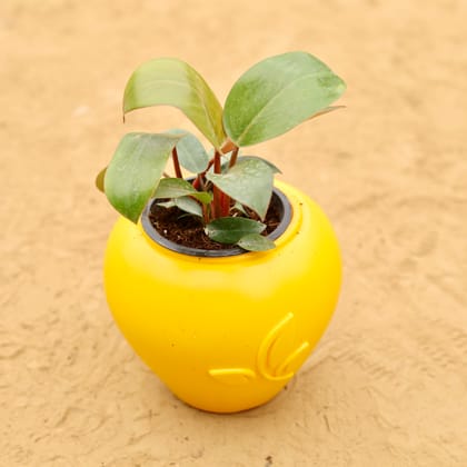 Buy Philodendron Red in 7 Inch Yellow Premium Apple Leaf Plastic Pot Online | Urvann.com