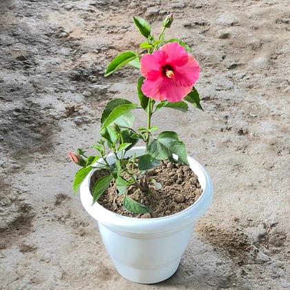 Buy Hibiscus Red in 10 Inch White Classy Plastic Pot Online | Urvann.com