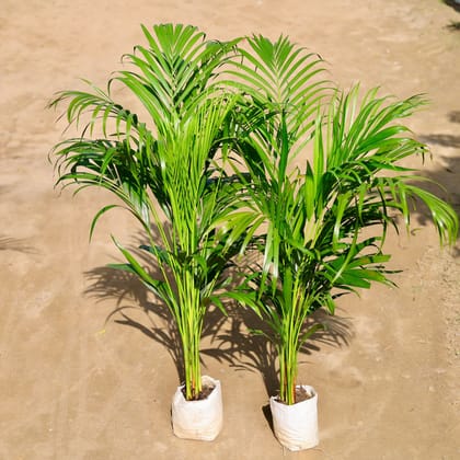 Set of 2 - Areca Palm Bushy (~ 4 Ft) in 8 Inch Nursery bag