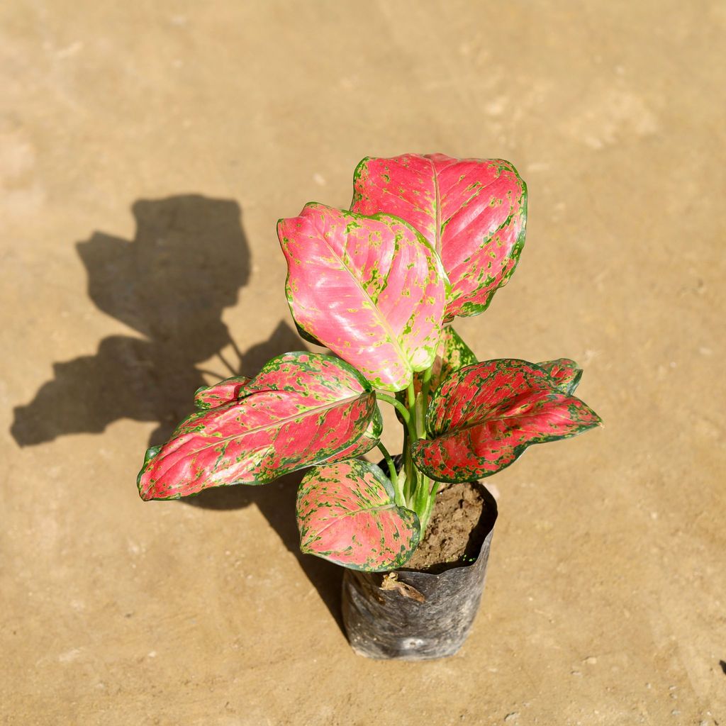 Aglaonema Valentina (~ 1 Ft) in 5 Inch Nursery bag