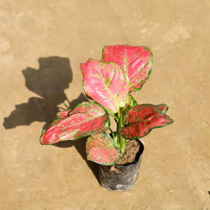 Aglaonema Valentina (~ 1 Ft) in 5 Inch Nursery bag