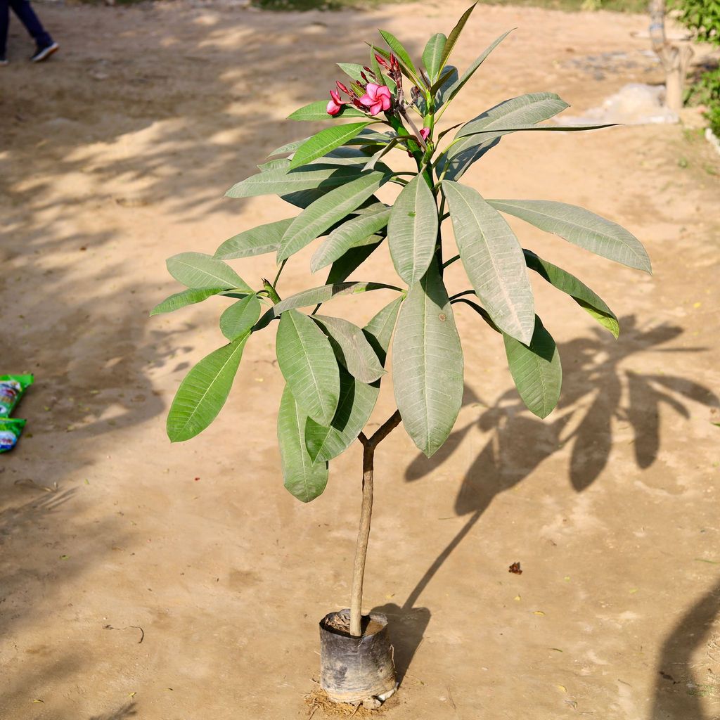 Champa Red (~ 5 Ft) in 8 Inch Nursery bag