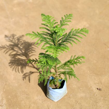 Araucaria / Christmas Tree (~ 1.25 Ft) in 4 Inch Nursery bag