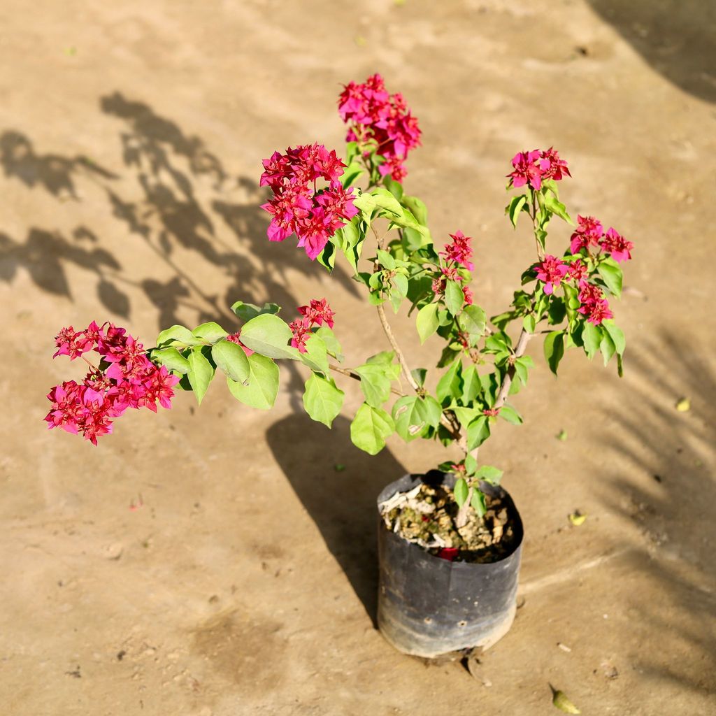 Bougainvillea Red (~ 2 Ft) in 7 Inch Nursery bag