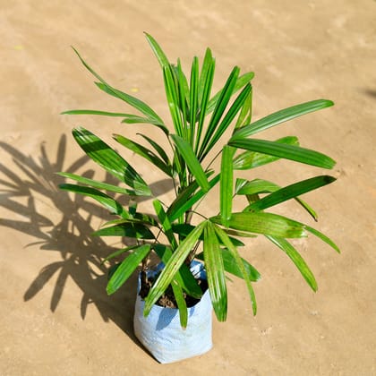 Raphis Palm (~ 1.5 Ft) in 8 Inch Nursery bag