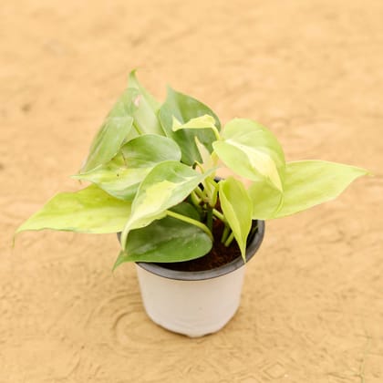 Buy Oxycardium Brazil /Vareigated in 4 Inch Nursery Pot Online | Urvann.com