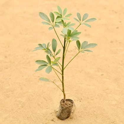 Schefflera Green in 3 Inch Nursery Bag