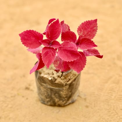 Coleus (Any Colour) (Any Design) in 3 Inch Nursery Bag