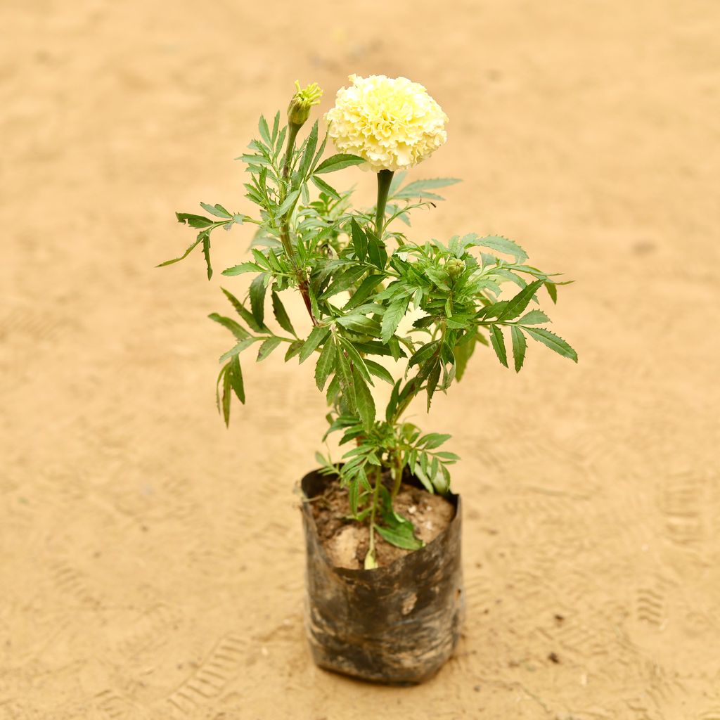 Rare Marigold / Genda White in 3 Inch Nursery Bag