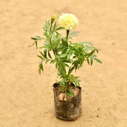 Rare Marigold / Genda White in 3 Inch Nursery Bag