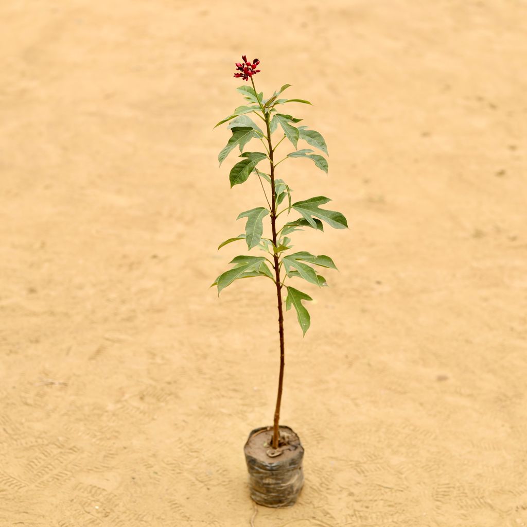 Jatropha / Sundar Rupa Dwarf Vareigated (any colour) in 3 Inch Nursery Bag