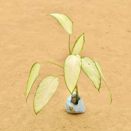 Dieffenbachia Super White (~ 1 Ft) in 3 inch Nursery Bag