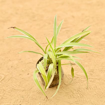 Spider in 4 Inch Nursery Bag