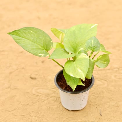 Money Plant Green in 4 Inch Nursery Pot