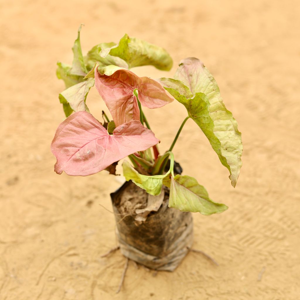 Syngonium Pink in 3 Inch Nursery Bag