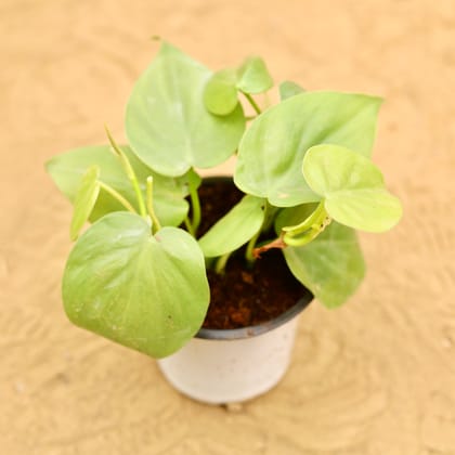 Oxycardium Green in 4 Inch Nursery Pot