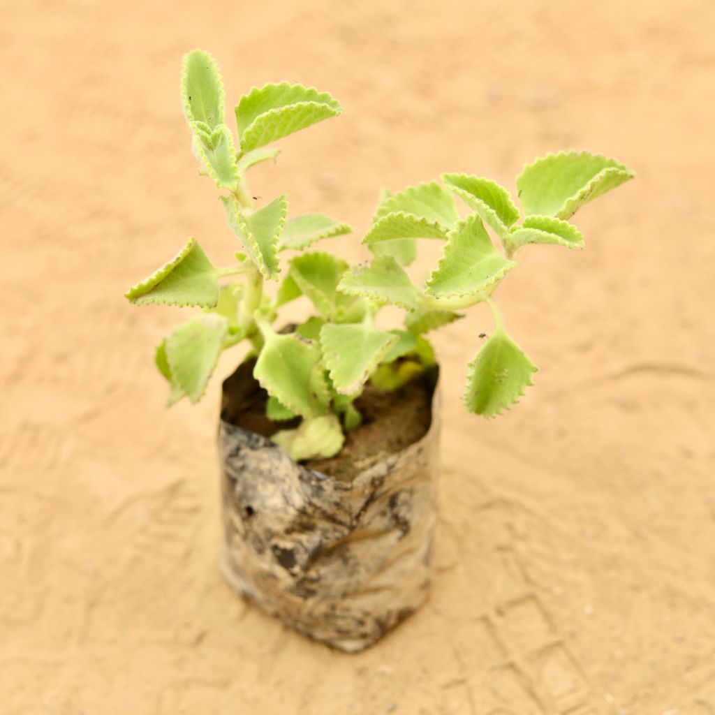 Ajwain Plant in 4 inch Nursery Bag