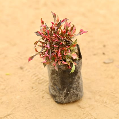 Alternanthera Red in 3 inch Nursery Bag