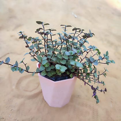 Buy Turtle Vine Black in 4 Inch Pink Marble Premium Diamanti Plastic Pot Online | Urvann.com