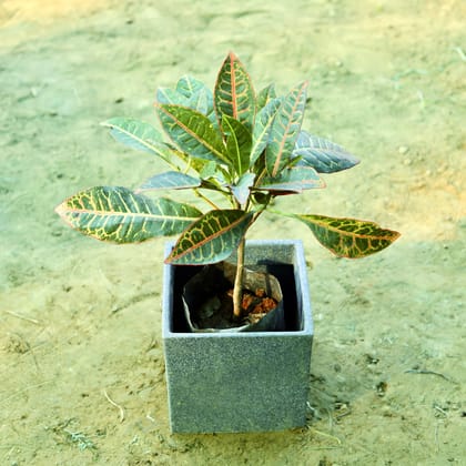 Buy Croton Petra in 8 X 8 Inch Grey Premium Kyvos Fiberglass Planter Online | Urvann.com