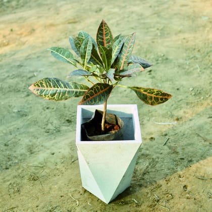 Buy Croton Petra in 8 X 12 Inch White Premium Fantasia Fiberglass Planter Online | Urvann.com