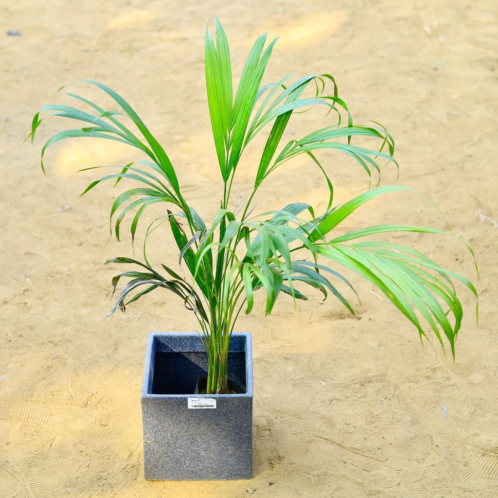 ATUL0915 - Areca (~ 2.5 Ft) in 8 X 8 Inch Grey Premium Kyvos Fiberglass Planter