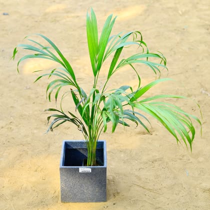 Buy Areca (~ 2.5 Ft) in 8 X 8 Inch Grey Premium Kyvos Fiberglass Planter Online | Urvann.com