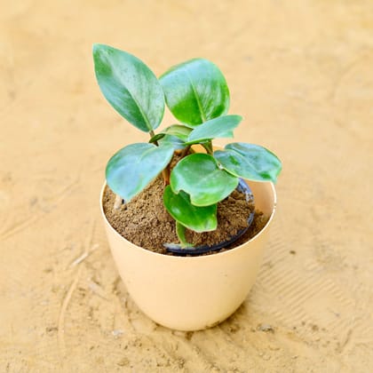 Buy Philodendron Pink Princess in 6 Inch Beige Marble Premium Orchid Round Plastic Pot Online | Urvann.com