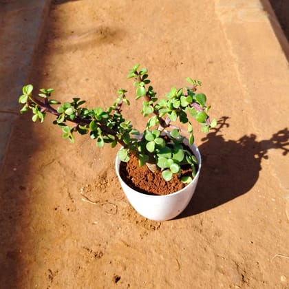 Buy Jade in 4 Inch White Premium Orchid Round Plastic Pot Online | Urvann.com