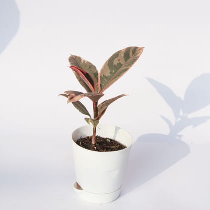 Buy Rubber Vareigated in 4 Inch White Florence Self Watering Pot Online | Urvann.com