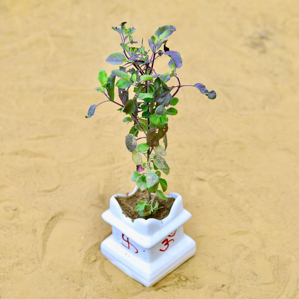 ATUL0492 - Shyama Tulsi in 4 Inch Square Shaped Classy White Tulsi Designer Ceramic Pot