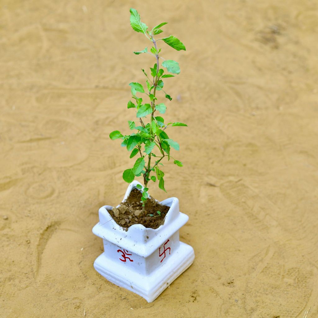 ATUL0493 - Rama Tulsi in 4 Inch Square Shaped Classy White Tulsi Designer Ceramic Pot