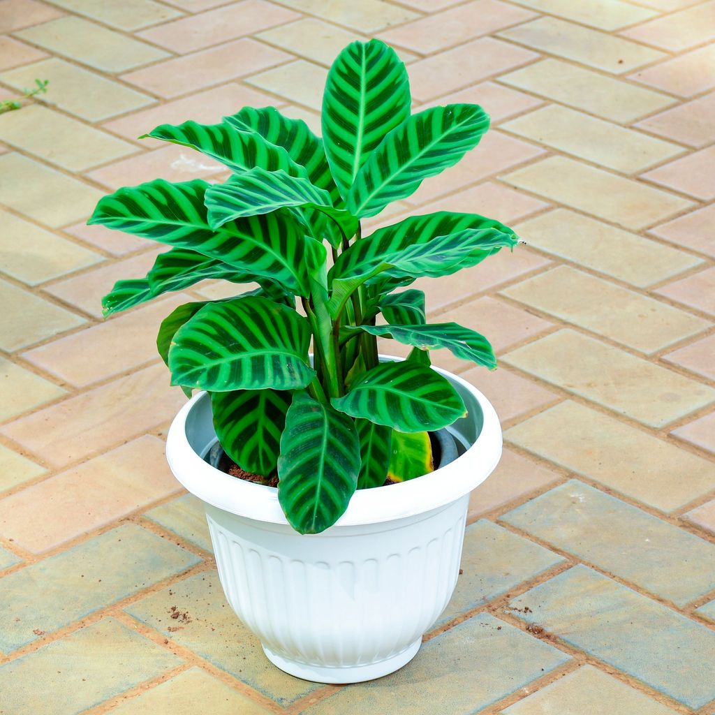 ATUL0329 - Calathea Zebrina in 8 Inch White Olive Plastic Pot