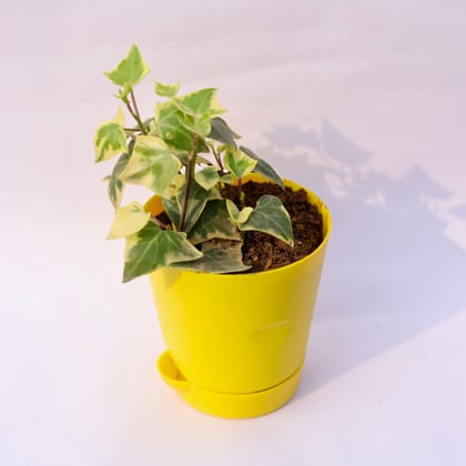 Buy English Ivy in 4 Inch Yellow Florence Self Watering Pot Online | Urvann.com