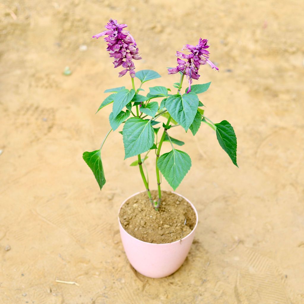 ATUL0806 - Antirrhinum Majus / Dog Flower (any colour) in 6 Inch Pink Marble Premium Orchid Round Plastic Pot