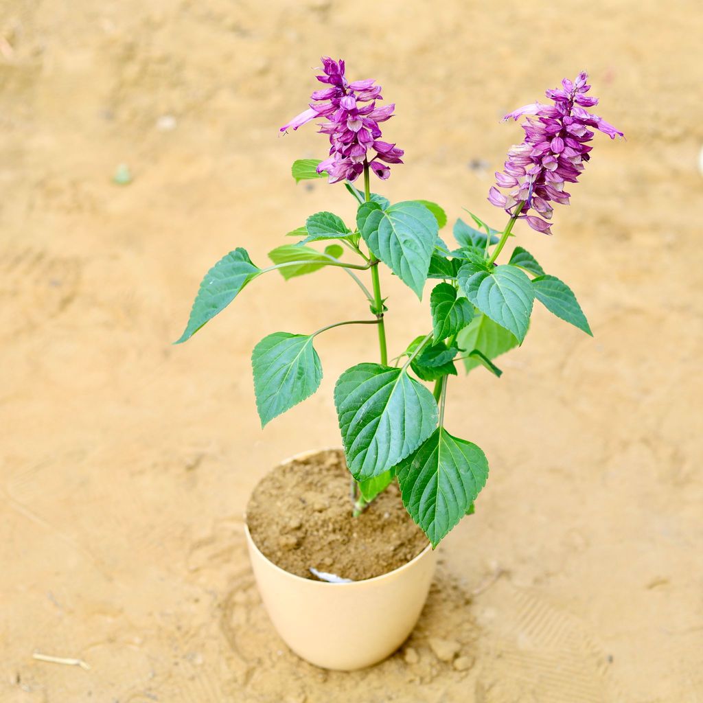 ATUL0807 - Antirrhinum Majus / Dog Flower (any colour) in 6 Inch Beige Marble Premium Orchid Round Plastic Pot