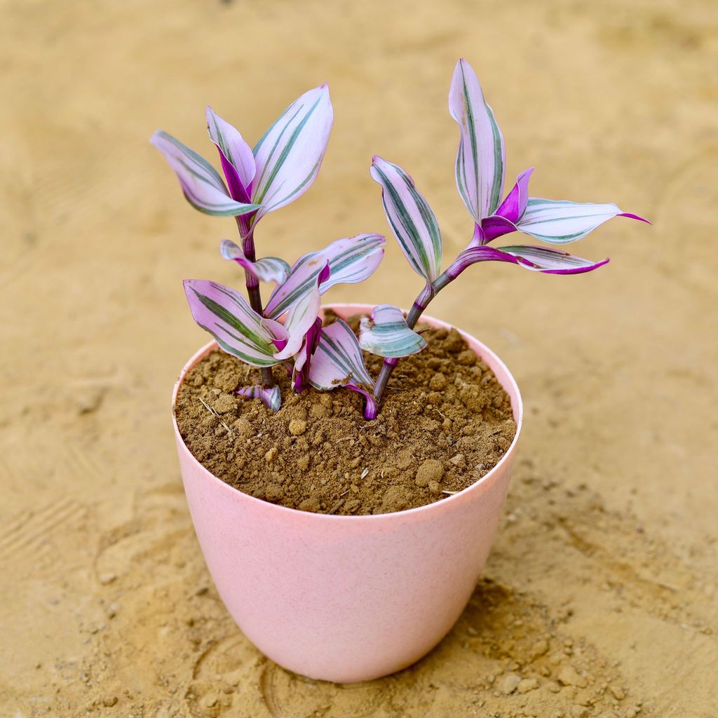 ATUL0808 - Wandering Jew in 6 Inch Pink Marble Premium Orchid Round Plastic Pot