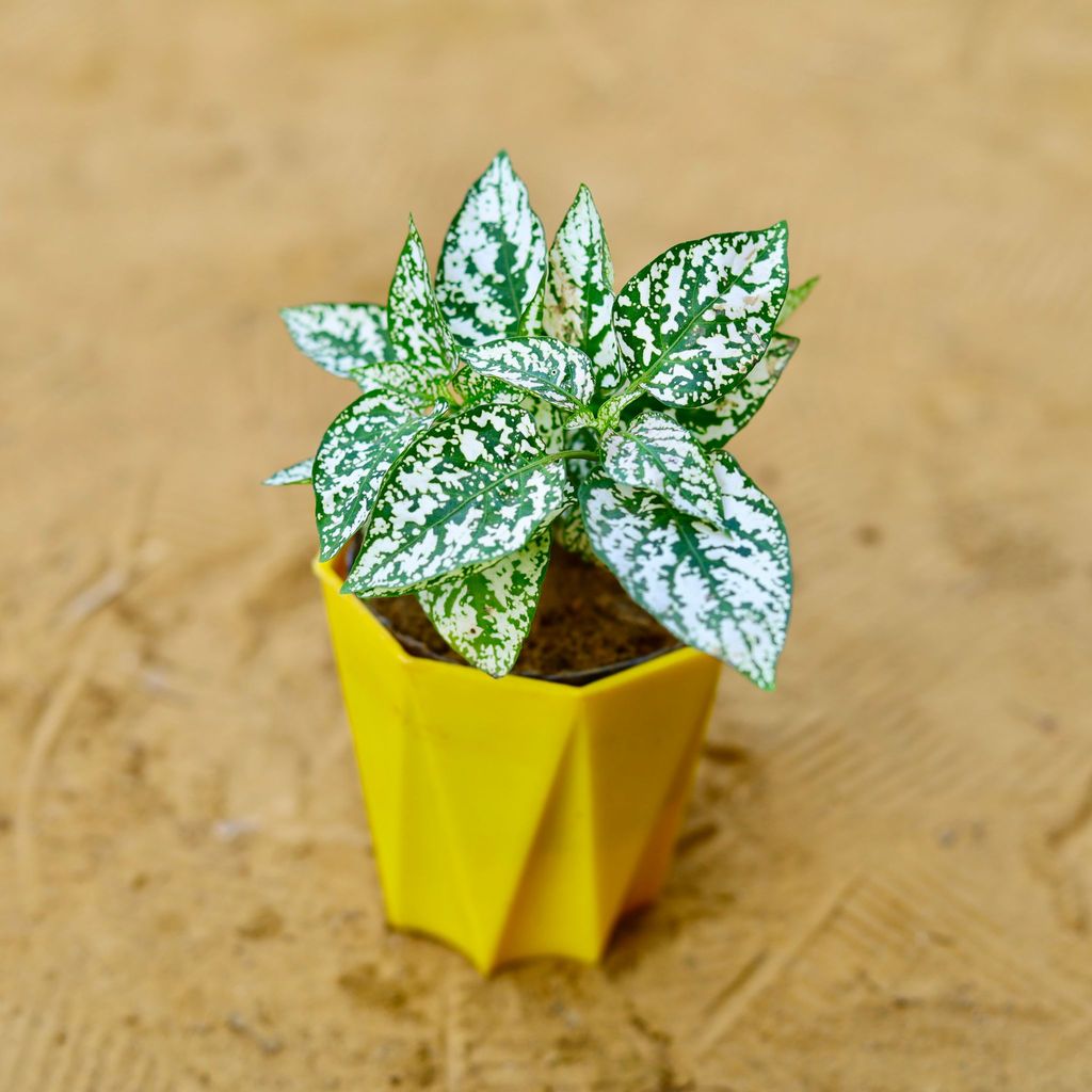 ATUL0810 - Hypoestes / Polka Dot in 4 Inch Yellow Premium Diamanti Plastic Pot