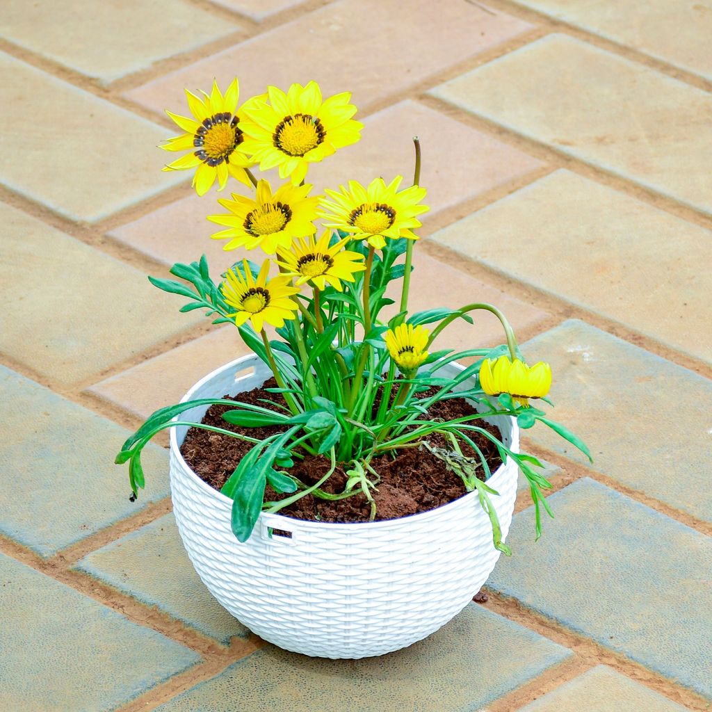 ATUL0356 - Gazania Yellow in 7 X 4.5 Inch Green Premium Euro Plastic Hanging Basket